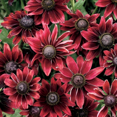 Rudbekia Cheery Brandy 1szt