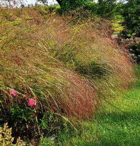 Trawa ozdobna Panicum Rotstrahlbush 1szt