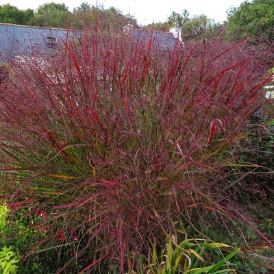 Trawa ozdobna - Panicum Rehbraun 1szt