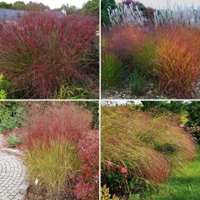 Trawa ozdobna Panicum Zestaw 3szt
