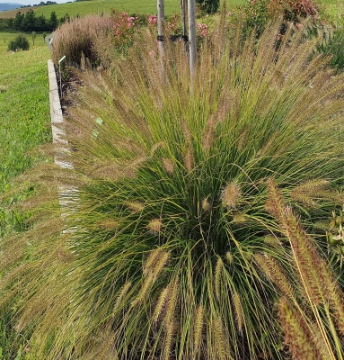 Rozplenica Pennisetum Little Bunny 1szt