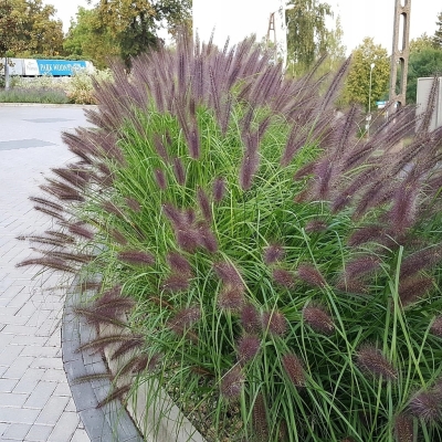 Rozplenica Pennisetum Magic 1szt