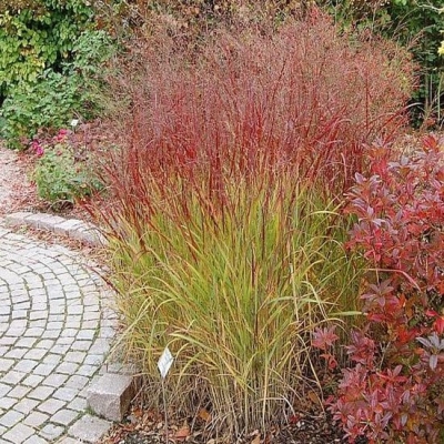 Trawa ozdobna - Panicum Squaw 1szt