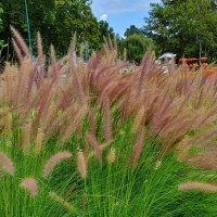 Pennisetum Karley Rose.jpg