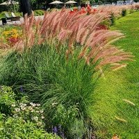 Pennisetum Karley Rose.jpg