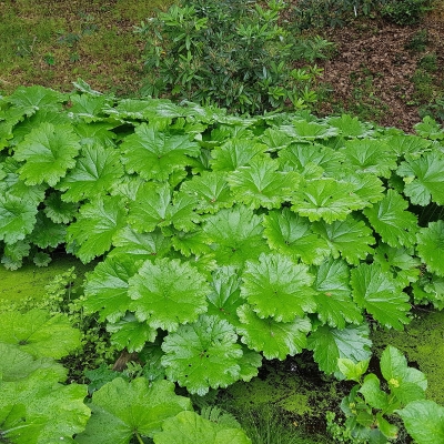 Tarczownica tarczowata 1szt