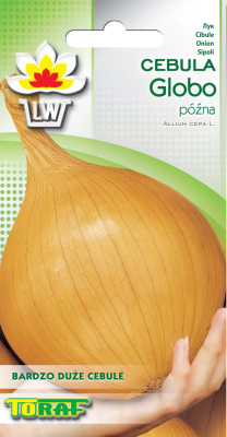 Cebula Globo późna 2gr o bardzo dużych cebulach