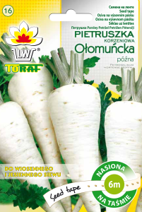 Pietruszka ołomuńcka późna na taśmie 6m