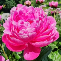 Piwonia Jadwiga.jpg