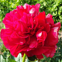 Piwonia Henry Bockstoce