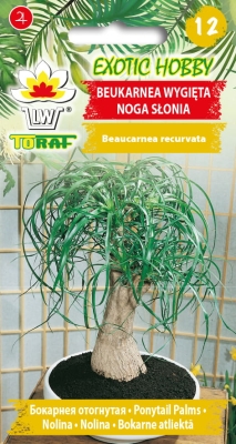 Beukarnea wygięta - noga słonia 5szt - nasiona