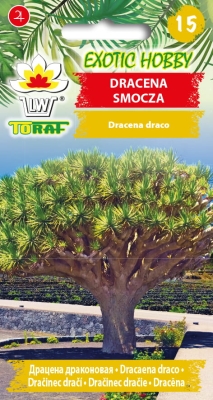 Dracena smocza 5szt - nasiona