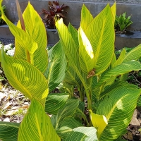 Canna Pretoria