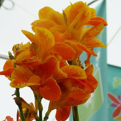 Canna  Paciorecznik Carnaval 1szt