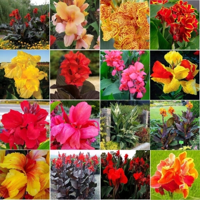 Canna  Paciorecznik zestaw 16szt