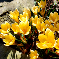 Krokus Cream Beauty.png
