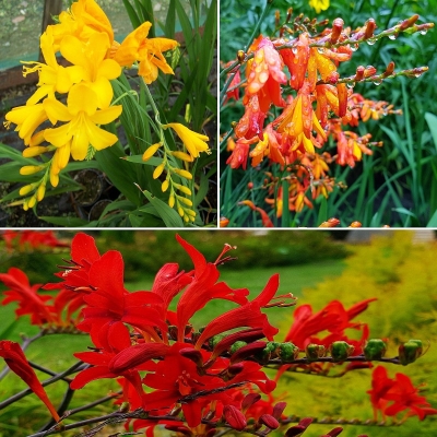 Krokosmia mix 30szt