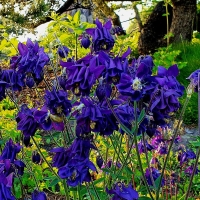 Orlik Barlow Blue.jpg