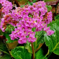 Bergenia Sercolistna