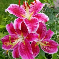 lilia Stargazer.jpg