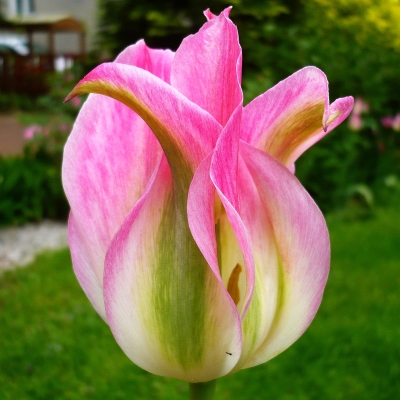 Tulipan zielonokwiatowy Groenland 5szt