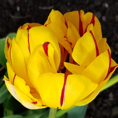 Tulipan pełny Golden Nizza 5szt