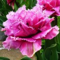 Tulipan Newcastle