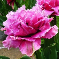 Tulipan Newcastle