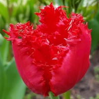 Tulipan Barbados (2).jpg