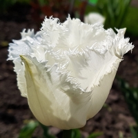 Tulipan Swan Wings