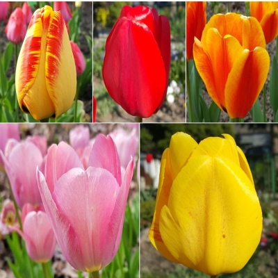 Tulipan Darwina zestaw 50szt