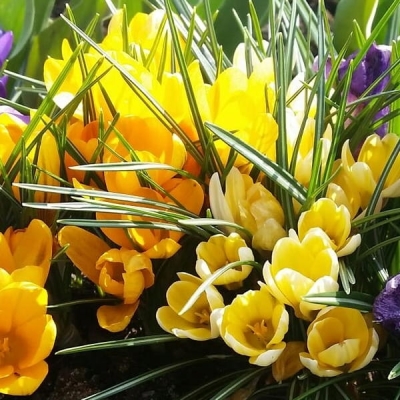 Krokus Cream Beauty 10szt