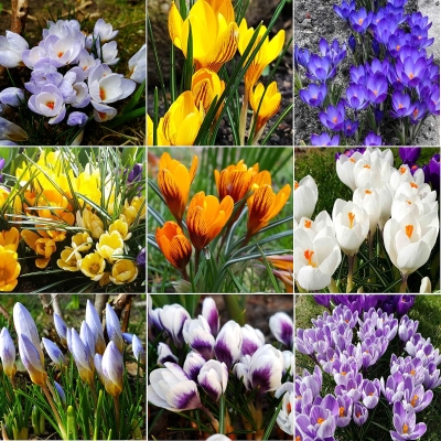 Krokus botaniczny mix 50szt