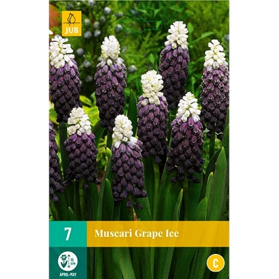 Szafirek Grape Ice 5szt