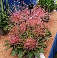 Allium Schubertii Czosnek Szuberta