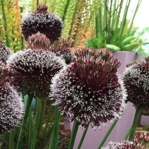 Allium Czosnek Forelock 1szt