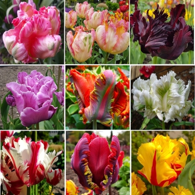 Tulipan papuzi zestaw 45 cebul