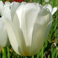 tulipan White Dream