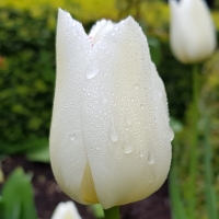 Tulipan White Dream