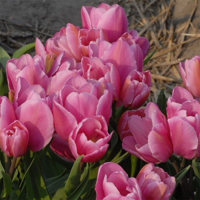 Tulipan bukietowy Happy Family 5szt