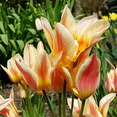 Tulipan bukietowy Serano 5szt