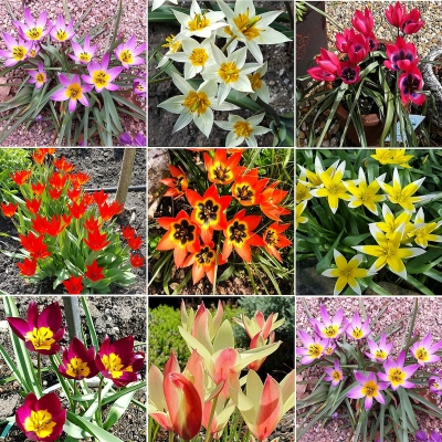 Tulipan botaniczny zestaw 40szt
