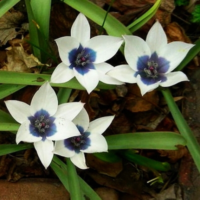Tulipan botaniczny Alba Coerulea Oculata 1szt