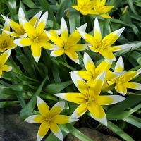 Tulipan Tarda