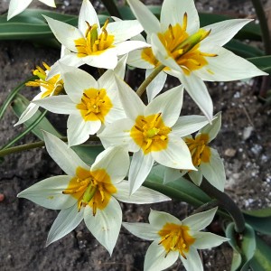 Tulipan botaniczny Turkestanica 5szt