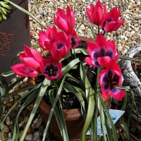 Tulipan Violacea Black Base.jpg