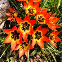 Tulipan Little Princess
