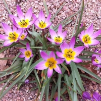 Tulipan Lilac Wonder