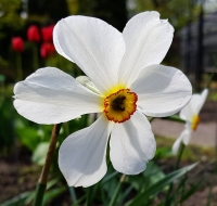 Narcyz Actaea