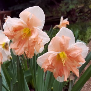Narcyz o rozszcz. przykoronku Apricot Whirl 5szt